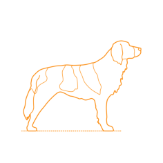 Animals Dogs Drentsche Patrijshond Outline Svg File, Free Vectors File